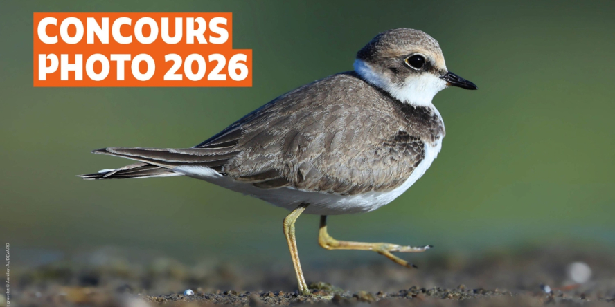 Petit gravelot © Aurélien AUDEVARD